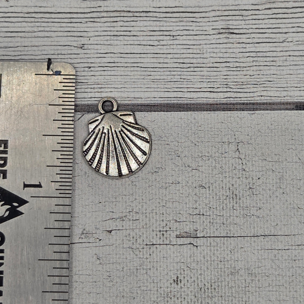 Large shell - 5 pieces per lot